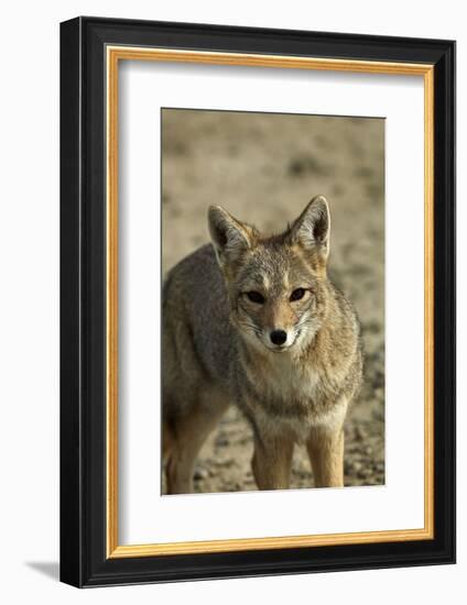 South American gray fox (Lycalopex griseus), Patagonia, Argentina-David Wall-Framed Photographic Print