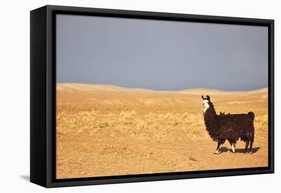 South American Llama-zanskar-Framed Premier Image Canvas