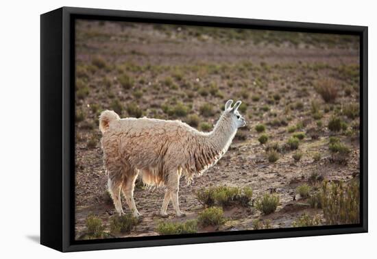 South American Llama-zanskar-Framed Premier Image Canvas