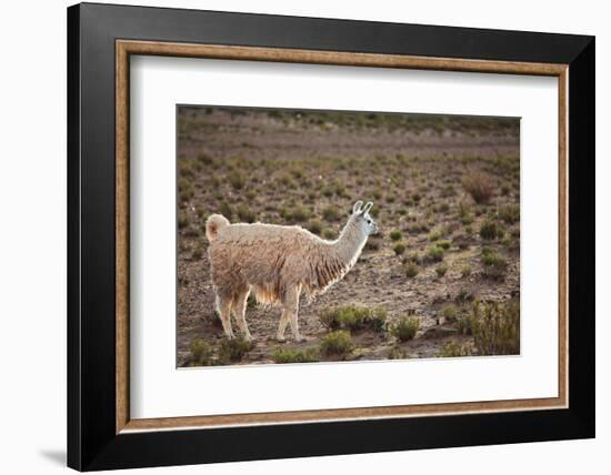 South American Llama-zanskar-Framed Photographic Print