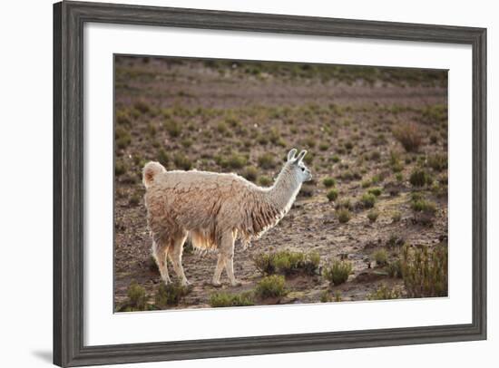 South American Llama-zanskar-Framed Photographic Print