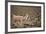 South American Llama-zanskar-Framed Photographic Print