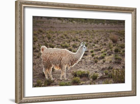 South American Llama-zanskar-Framed Photographic Print