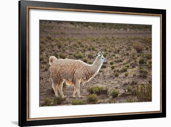 South American Llama-zanskar-Framed Photographic Print