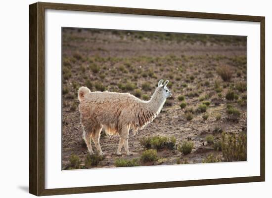 South American Llama-zanskar-Framed Photographic Print