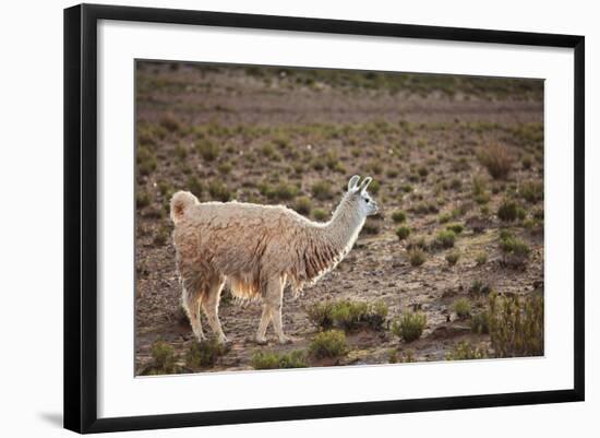 South American Llama-zanskar-Framed Photographic Print