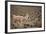 South American Llama-zanskar-Framed Photographic Print