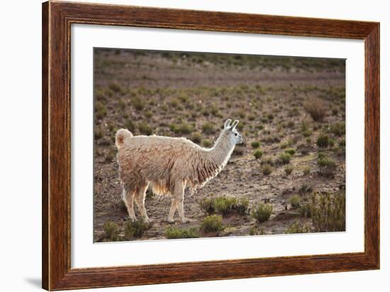 South American Llama-zanskar-Framed Photographic Print