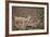 South American Llama-zanskar-Framed Photographic Print