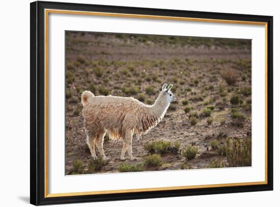 South American Llama-zanskar-Framed Photographic Print