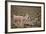 South American Llama-zanskar-Framed Photographic Print