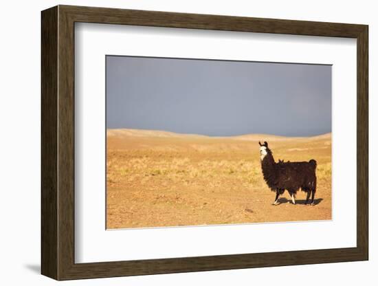 South American Llama-zanskar-Framed Photographic Print