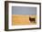 South American Llama-zanskar-Framed Photographic Print