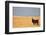 South American Llama-zanskar-Framed Photographic Print