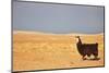 South American Llama-zanskar-Mounted Photographic Print