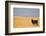 South American Llama-zanskar-Framed Photographic Print