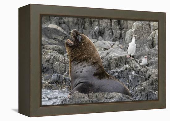 South American Sea Lion Bull (Otaria Flavescens) at Breeding Colony Just Outside Ushuaia, Argentina-Michael Nolan-Framed Premier Image Canvas