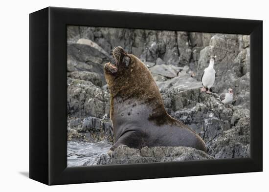 South American Sea Lion Bull (Otaria Flavescens) at Breeding Colony Just Outside Ushuaia, Argentina-Michael Nolan-Framed Premier Image Canvas