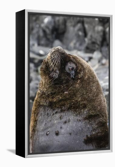 South American Sea Lion Bull (Otaria Flavescens) at Breeding Colony Just Outside Ushuaia, Argentina-Michael Nolan-Framed Premier Image Canvas