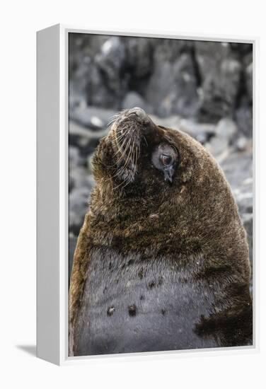 South American Sea Lion Bull (Otaria Flavescens) at Breeding Colony Just Outside Ushuaia, Argentina-Michael Nolan-Framed Premier Image Canvas