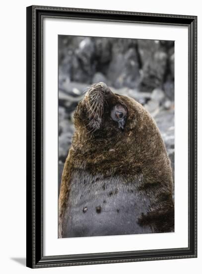 South American Sea Lion Bull (Otaria Flavescens) at Breeding Colony Just Outside Ushuaia, Argentina-Michael Nolan-Framed Photographic Print