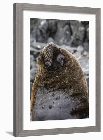 South American Sea Lion Bull (Otaria Flavescens) at Breeding Colony Just Outside Ushuaia, Argentina-Michael Nolan-Framed Photographic Print