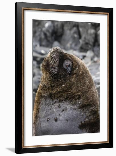 South American Sea Lion Bull (Otaria Flavescens) at Breeding Colony Just Outside Ushuaia, Argentina-Michael Nolan-Framed Photographic Print