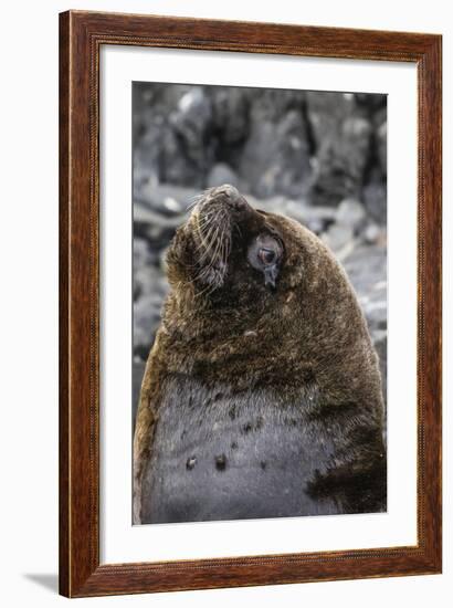 South American Sea Lion Bull (Otaria Flavescens) at Breeding Colony Just Outside Ushuaia, Argentina-Michael Nolan-Framed Photographic Print