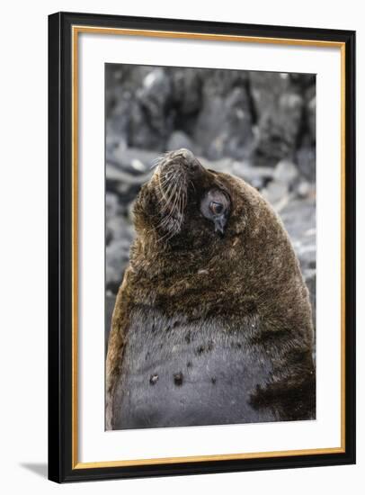 South American Sea Lion Bull (Otaria Flavescens) at Breeding Colony Just Outside Ushuaia, Argentina-Michael Nolan-Framed Photographic Print