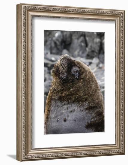 South American Sea Lion Bull (Otaria Flavescens) at Breeding Colony Just Outside Ushuaia, Argentina-Michael Nolan-Framed Photographic Print