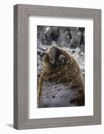 South American Sea Lion Bull (Otaria Flavescens) at Breeding Colony Just Outside Ushuaia, Argentina-Michael Nolan-Framed Photographic Print