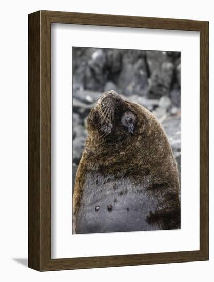 South American Sea Lion Bull (Otaria Flavescens) at Breeding Colony Just Outside Ushuaia, Argentina-Michael Nolan-Framed Photographic Print