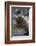 South American Sea Lion Bull (Otaria Flavescens) at Breeding Colony Just Outside Ushuaia, Argentina-Michael Nolan-Framed Photographic Print