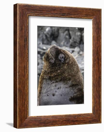 South American Sea Lion Bull (Otaria Flavescens) at Breeding Colony Just Outside Ushuaia, Argentina-Michael Nolan-Framed Photographic Print