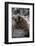 South American Sea Lion Bull (Otaria Flavescens) at Breeding Colony Just Outside Ushuaia, Argentina-Michael Nolan-Framed Photographic Print