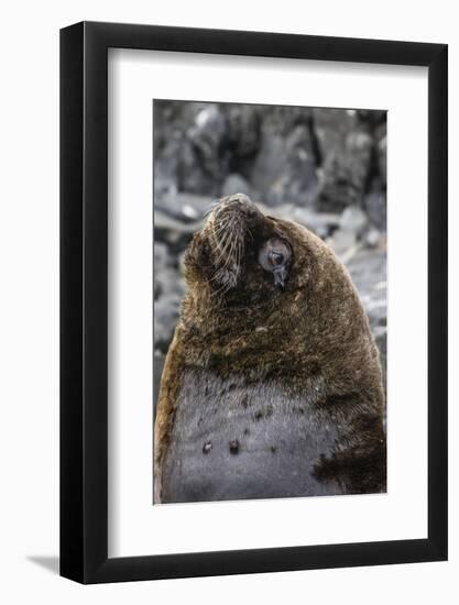 South American Sea Lion Bull (Otaria Flavescens) at Breeding Colony Just Outside Ushuaia, Argentina-Michael Nolan-Framed Photographic Print