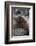 South American Sea Lion Bull (Otaria Flavescens) at Breeding Colony Just Outside Ushuaia, Argentina-Michael Nolan-Framed Photographic Print