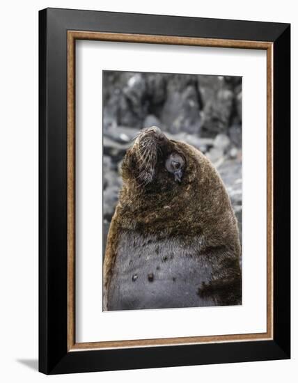 South American Sea Lion Bull (Otaria Flavescens) at Breeding Colony Just Outside Ushuaia, Argentina-Michael Nolan-Framed Photographic Print