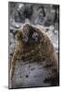 South American Sea Lion Bull (Otaria Flavescens) at Breeding Colony Just Outside Ushuaia, Argentina-Michael Nolan-Mounted Photographic Print