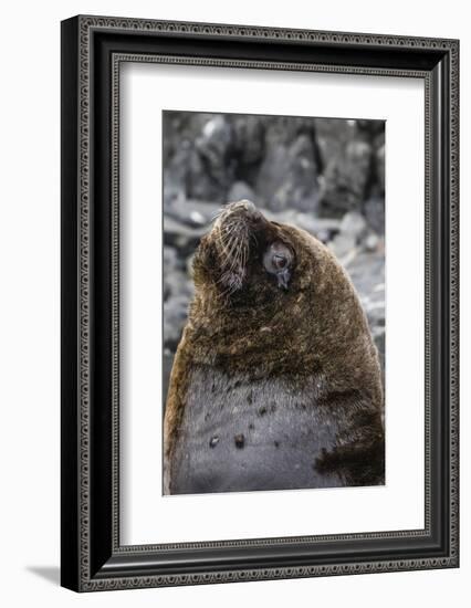 South American Sea Lion Bull (Otaria Flavescens) at Breeding Colony Just Outside Ushuaia, Argentina-Michael Nolan-Framed Photographic Print