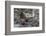 South American Sea Lion Bull (Otaria Flavescens) at Breeding Colony Just Outside Ushuaia, Argentina-Michael Nolan-Framed Photographic Print