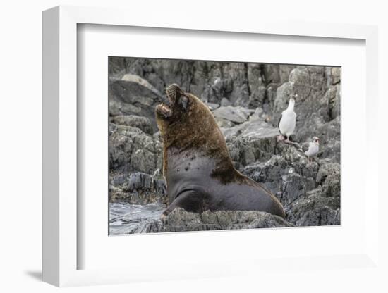 South American Sea Lion Bull (Otaria Flavescens) at Breeding Colony Just Outside Ushuaia, Argentina-Michael Nolan-Framed Photographic Print