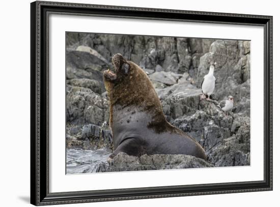 South American Sea Lion Bull (Otaria Flavescens) at Breeding Colony Just Outside Ushuaia, Argentina-Michael Nolan-Framed Photographic Print