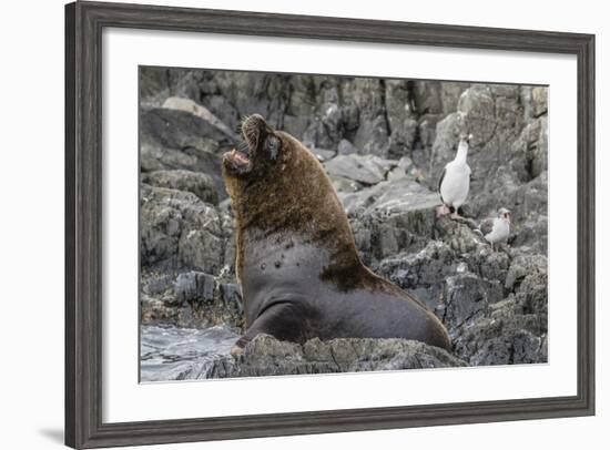 South American Sea Lion Bull (Otaria Flavescens) at Breeding Colony Just Outside Ushuaia, Argentina-Michael Nolan-Framed Photographic Print