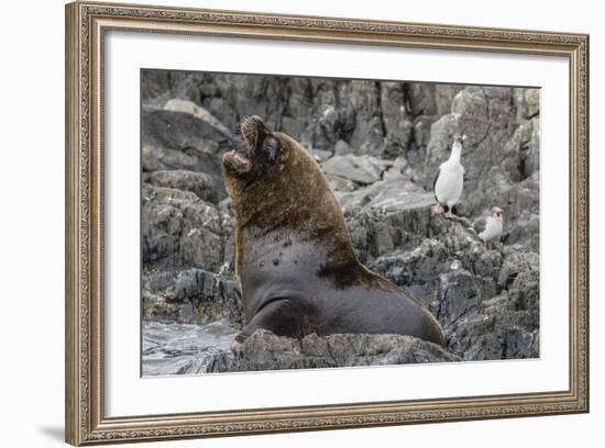 South American Sea Lion Bull (Otaria Flavescens) at Breeding Colony Just Outside Ushuaia, Argentina-Michael Nolan-Framed Photographic Print