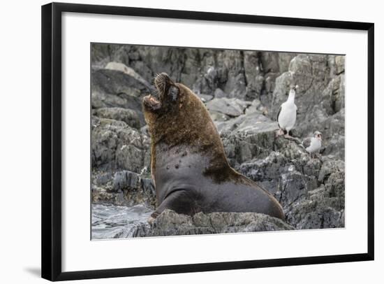 South American Sea Lion Bull (Otaria Flavescens) at Breeding Colony Just Outside Ushuaia, Argentina-Michael Nolan-Framed Photographic Print