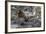 South American Sea Lion Bull (Otaria Flavescens) at Breeding Colony Just Outside Ushuaia, Argentina-Michael Nolan-Framed Photographic Print