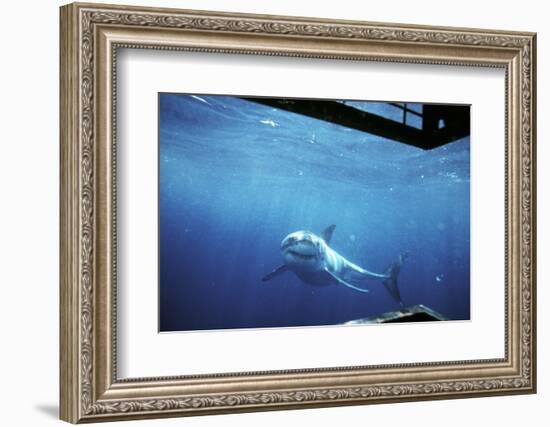 South Australia, Great White Shark, Carcharodon Carcharias-Stuart Westmorland-Framed Photographic Print