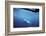 South Australia, Great White Shark, Carcharodon Carcharias-Stuart Westmorland-Framed Photographic Print