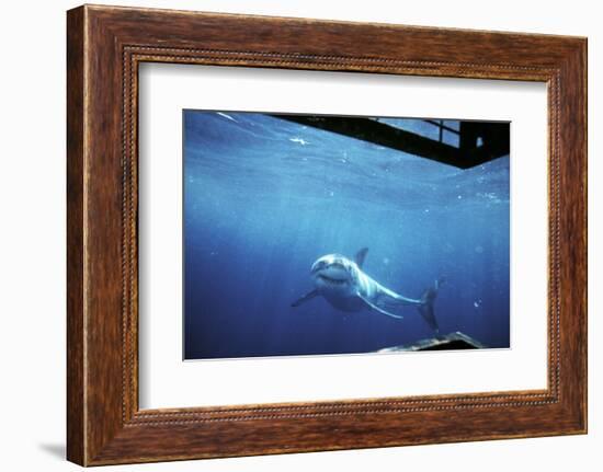 South Australia, Great White Shark, Carcharodon Carcharias-Stuart Westmorland-Framed Photographic Print